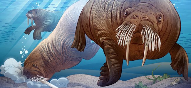 Animals Illustrated: Walrus - Inhabitmedia