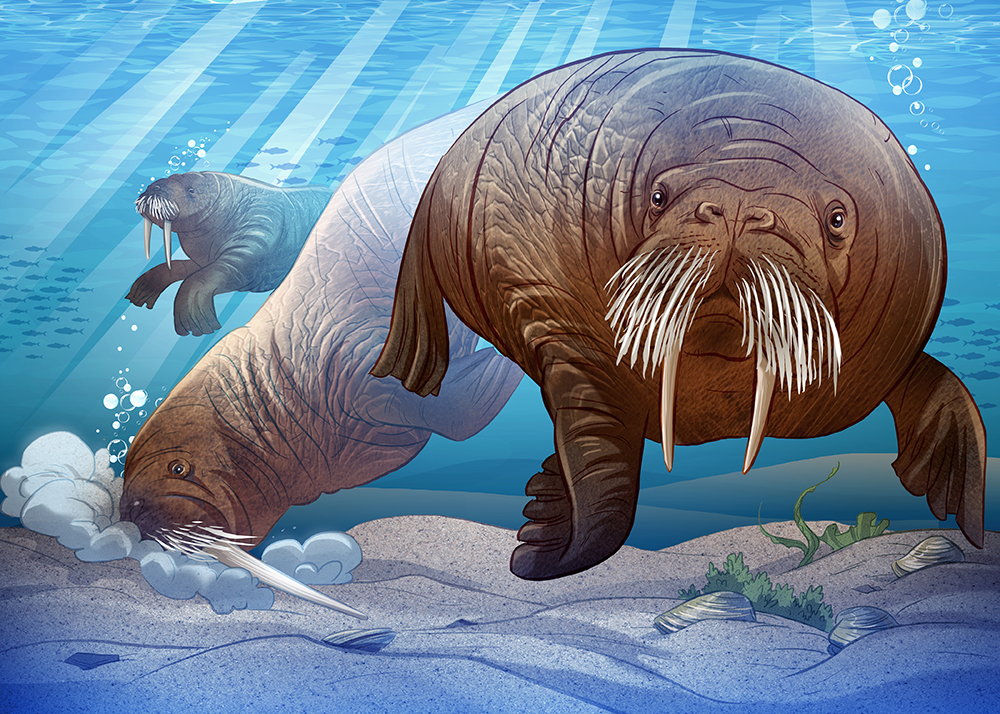 Animals Illustrated: Walrus - Inhabitmedia
