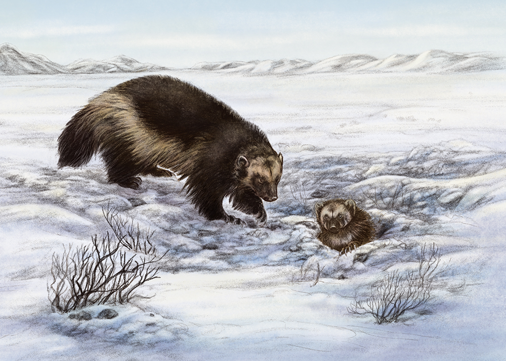 Animals Illustrated: Wolverine - Inhabitmedia